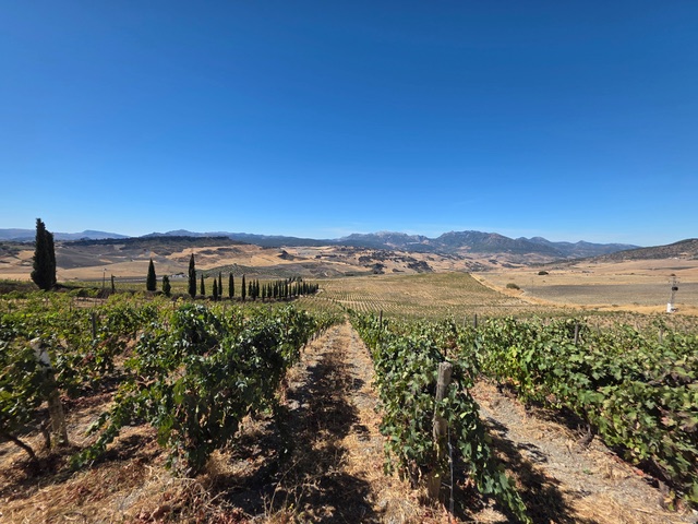 View towards Sierra de Grazalema. Photo © Karethe Linaae